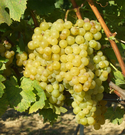 Vitis vinifera 'Irsai Oliver' - bílé 20 KM - Image 1