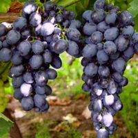 Vitis vinifera 'Ajvaz' - modré 20 KM
