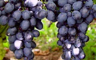 Vitis vinifera 'Ajvaz' - modré 20 KM