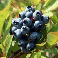Vaccinium cor. 'Toro' 40 - 50 cm