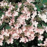 Viburnum plicatum 'Pink Beauty' 30+