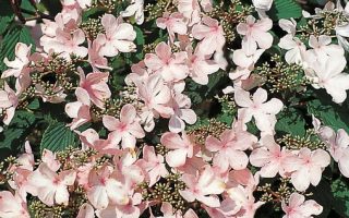 Viburnum plicatum 'Pink Beauty' 30+