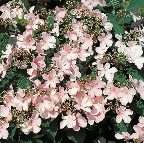 Viburnum plicatum 'Pink Beauty' 30+ - Obrázek 1