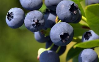 Vaccinium cor. 'Goldtraube 23'