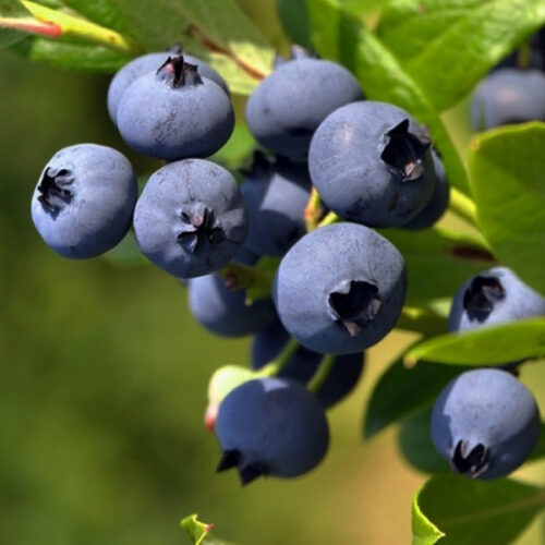 Vaccinium cor. 'Goldtraube 23' - Obrázek 1