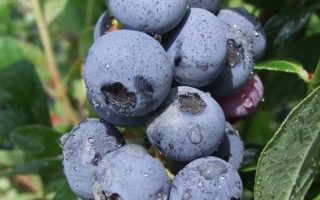 Vaccinium corymbosum 'Concord'