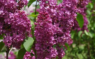 Syringa vulg. 'Andenken an Ludwig Spaeth'
