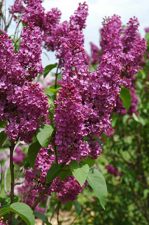 Syringa vulg. 'Andenken an Ludwig Spaeth' - Image 1