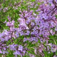 Syringa persica 'Laciniata' 20 - 30 cm