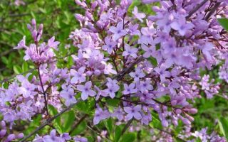 Syringa persica 'Laciniata' 20 - 30 cm