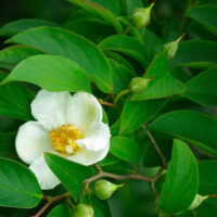 Stewartia pseudocamellia 40+
