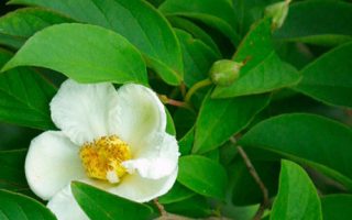 Stewartia pseudocamellia 40+
