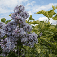 Syringa vulg. 'Aucubaefolia', 20 - 30 cm