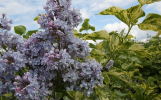Syringa vulg. 'Aucubaefolia', 20 - 30 cm