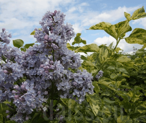 Syringa vulg. 'Aucubaefolia', 20 - 30 cm - Image 1