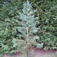 Sequoiadendron gig. 'Glaucum'