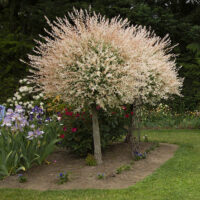 Salix Flamingo (R), 100 KM