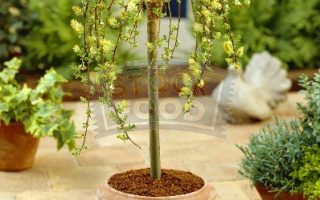 Salix arbuscula 30 KM