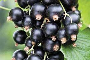 Rybíz černý 'Tisel'