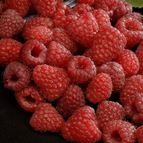 Rubus idaeus 'Zeva II', 40 cm - Obrázek 1