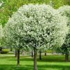 Prunus fruticosa 'Globosa' - C5L-výška kmínku 100 CM