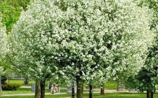 Prunus fruticosa 'Globosa'