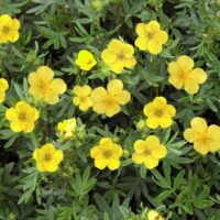 Potentilla frut. 'Kobold' 10 - 15 cm