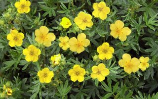 Potentilla frut. 'Kobold' 10 - 15 cm