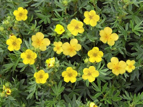 Potentilla frut. 'Kobold' 10 - 15 cm - Obrázek 1