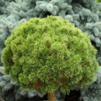 Pinus uncinata 'Litomyšl'