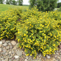 Potentilla frut. 'Goldfinger' 10 - 15 cm