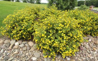 Potentilla frut. 'Goldfinger' 10 - 15 cm