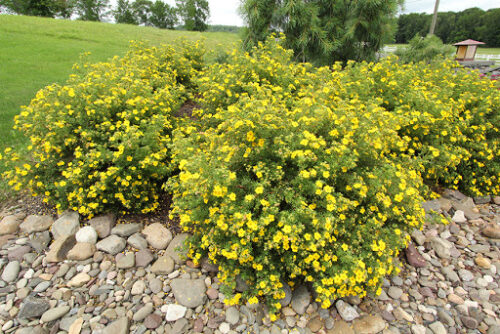 Potentilla frut. 'Goldfinger' 10 - 15 cm - Obrázek 1