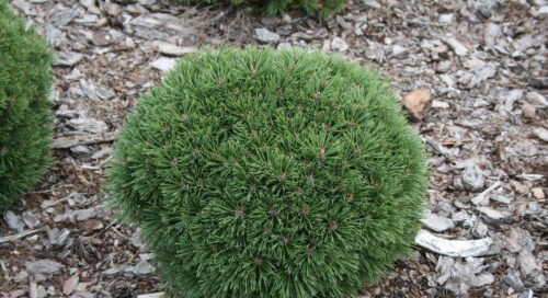 Pinus uncinata 'Hnízdo' 30 - 40 cm - Image 1