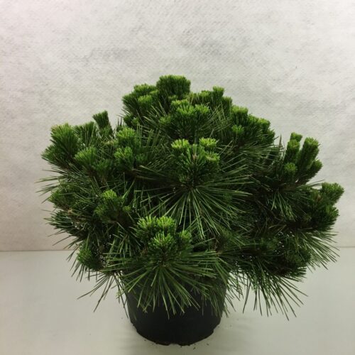 Pinus thunbergii 'Maijima' 40 - 60 cm - Obrázek 1