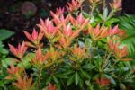Pieris jap. 'Rosalinda' 20 - 30 cm - Obrázek 2