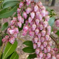 Pieris jap. 'Rosalinda' 20 - 30 cm