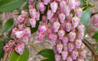 Pieris jap. 'Rosalinda' 20 - 30 cm