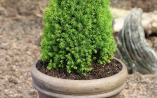 Picea glauca 'Piccolo'