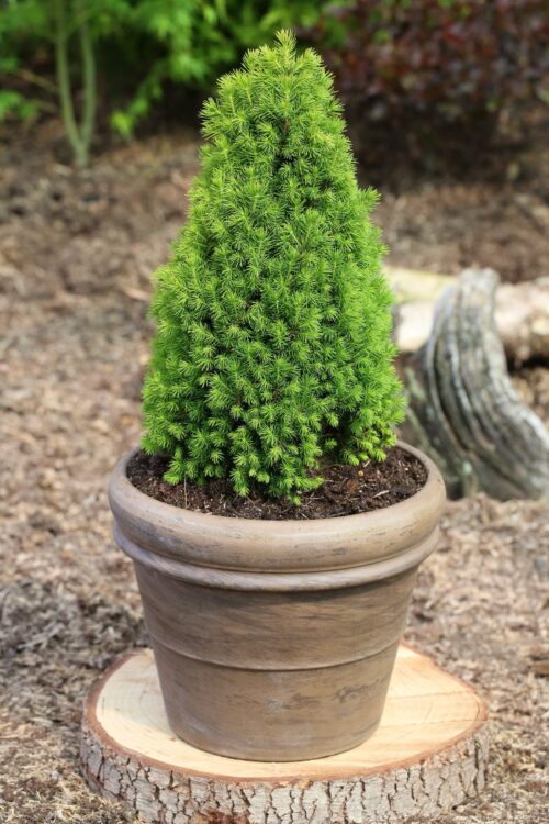 Picea glauca 'Piccolo' - Obrázek 1