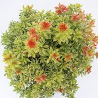 Pieris jap. 'Little Goldy' 20 - 30 cm