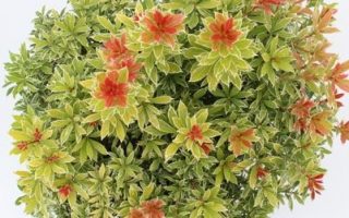 Pieris jap. 'Little Goldy' 20 - 30 cm