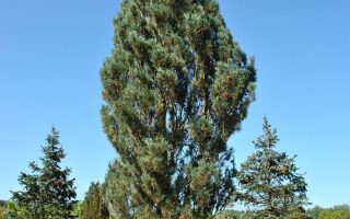 Pinus sylvestris 'Fastigiata' 30 - 40 cm