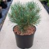 Pinus sylvestris 'Chantry Bleu' - Kontejner 10 l, v. 30-40 cm