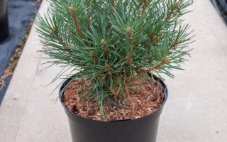 Pinus sylvestris 'Chantry Bleu'