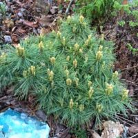 Pinus strobus 'Ontario'20 - 30 cm
