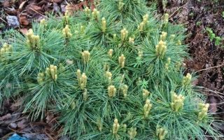 Pinus strobus 'Ontario'20 - 30 cm