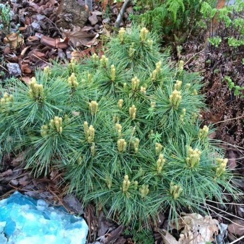 Pinus strobus 'Ontario'20 - 30 cm - Image 1