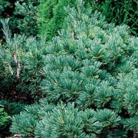 Pinus strobus 'Macopin' 20 - 30 cm
