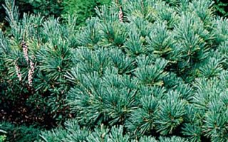 Pinus strobus 'Macopin' 20 - 30 cm